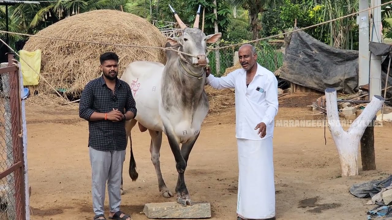 ಹಳ್ಳಿಕಾರ್ ಹೋರಿ❤️