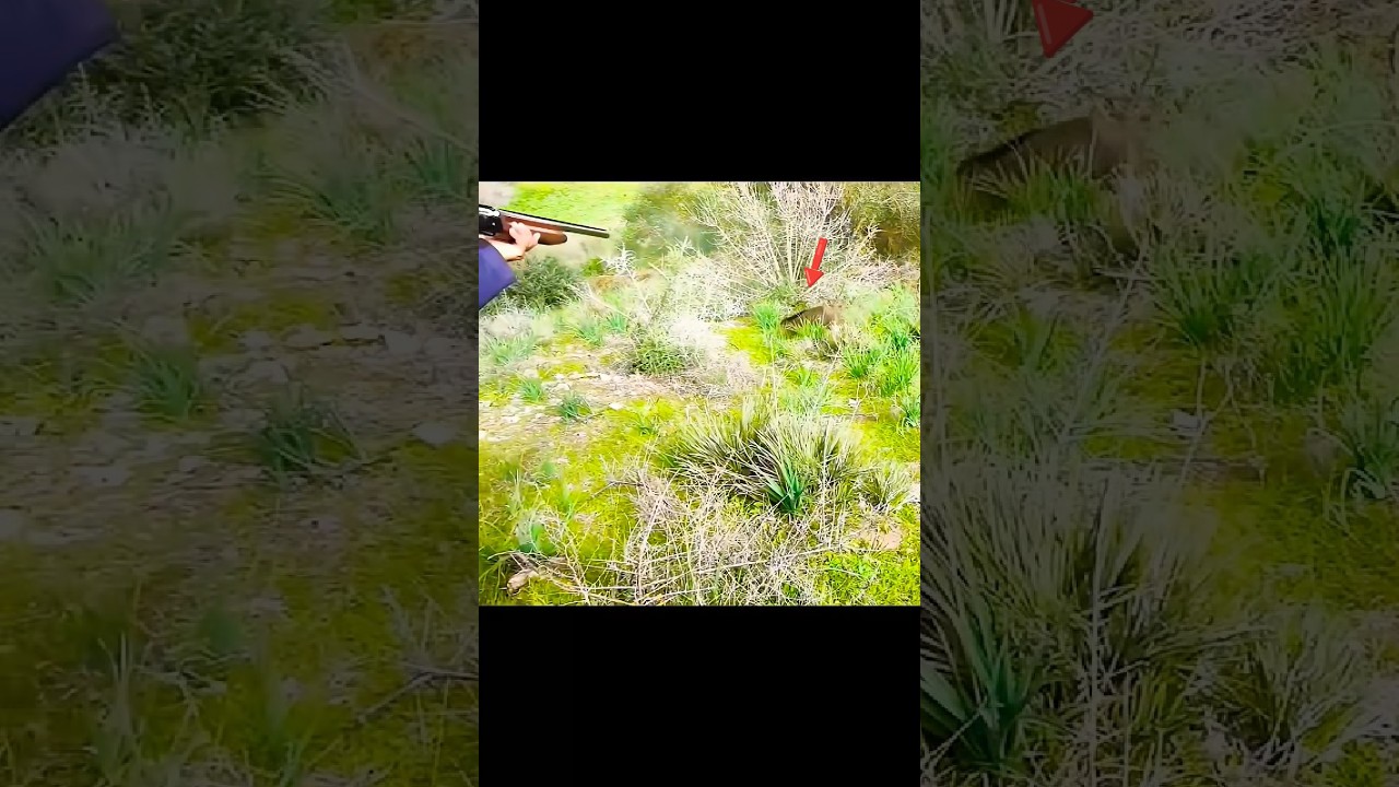 великолепный снимок охоты на кабана