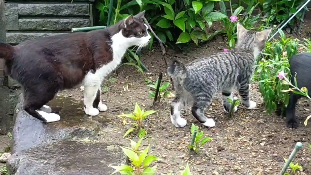 子猫行動範囲拡張