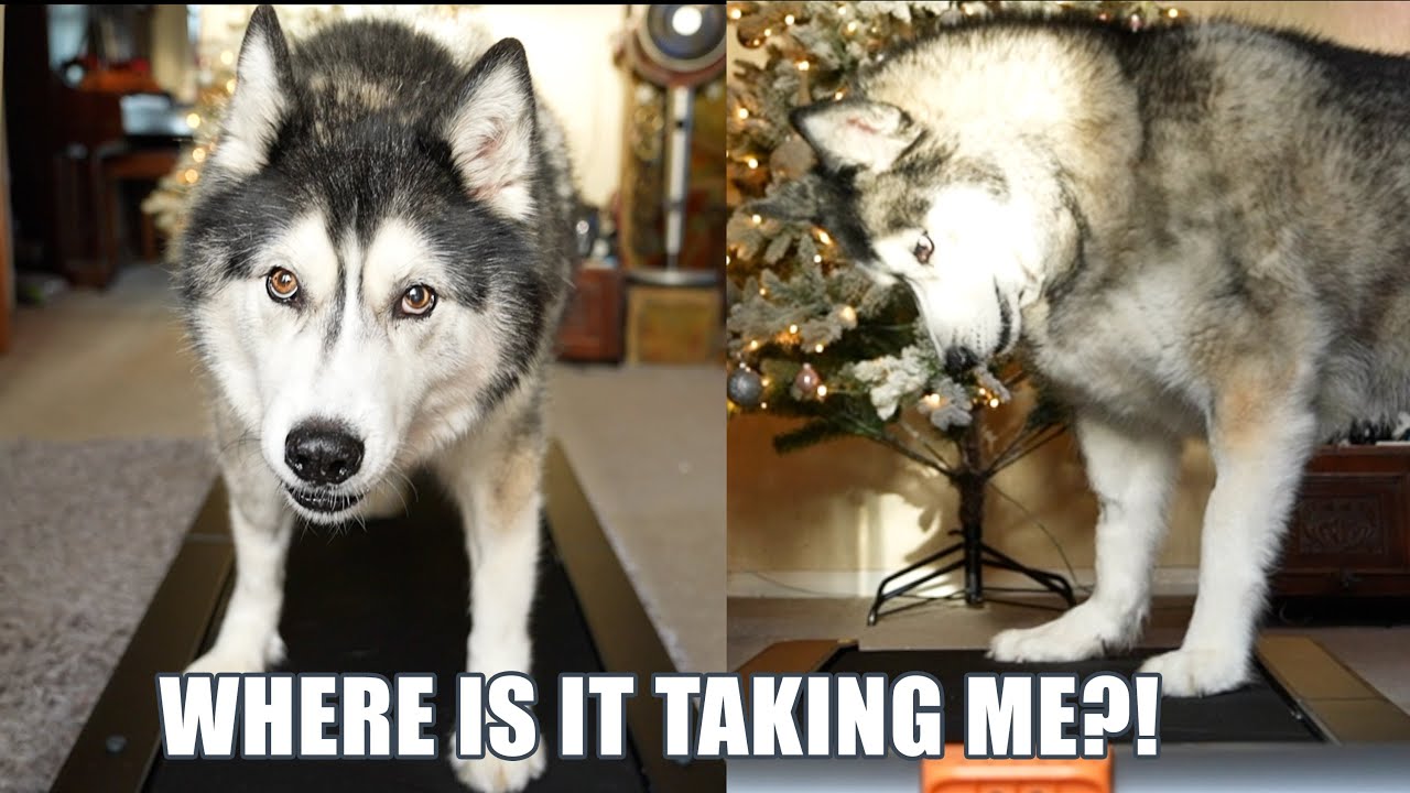 Husky Tries Home Treadmill For The First Time!