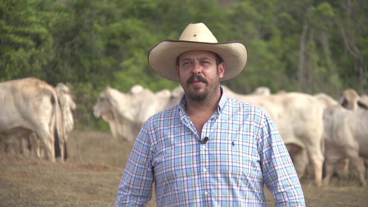 PECUÁRIA EM FOCO - MOMENTO BRAHMAN - FAZENDA NOVA POUSADA