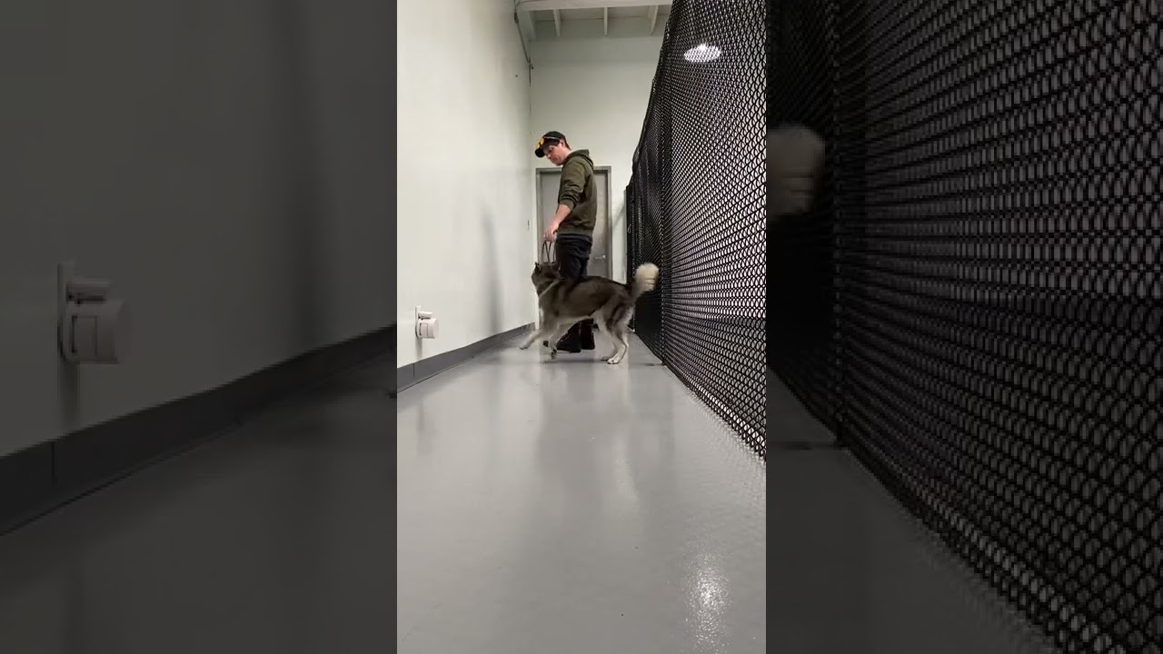 Как отучить собаку тянуть поводок