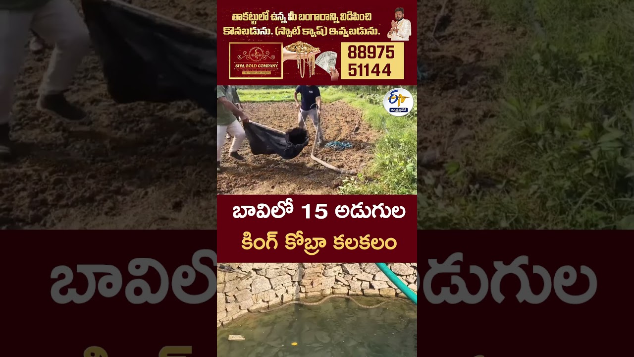 15-Foot King Cobra Found in a Well