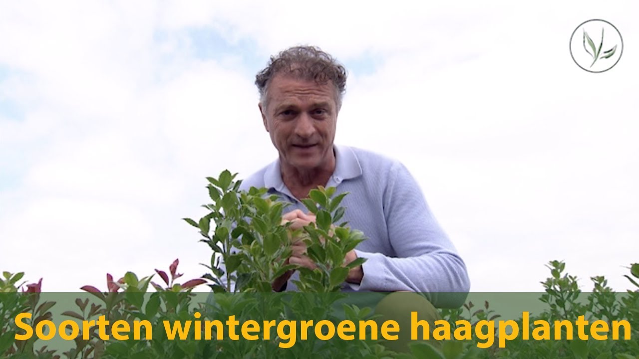 Soorten wintergroene haagplanten | Haagplantenkopen.be