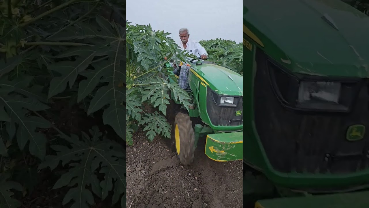 Bed making in papaya - 90 days red lady papaya 