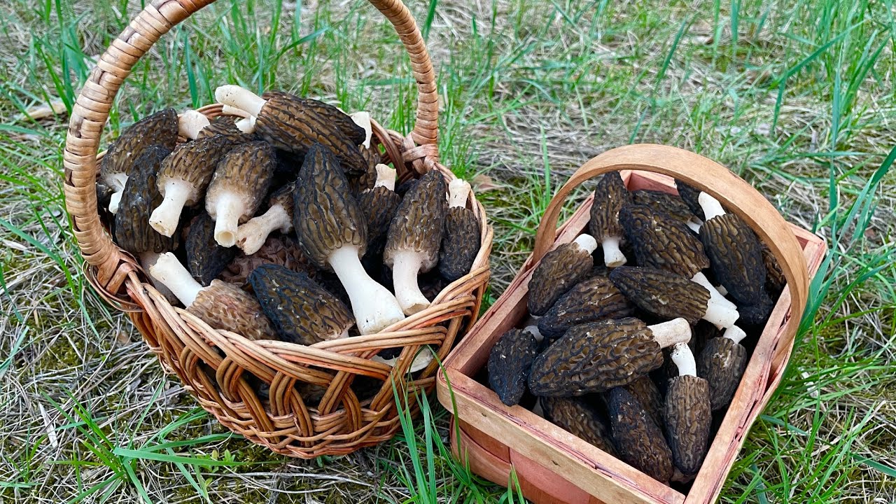 ПОПАЛ НА ПОЛЯНУ СО СМОРЧКАМИ! Сбор деликатеса - сморчки конические. 21 апреля 2025 года #грибы