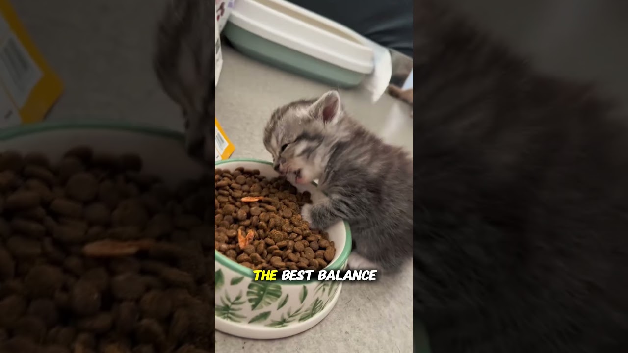 🐱 Is Dry Food Alone Enough for Cats