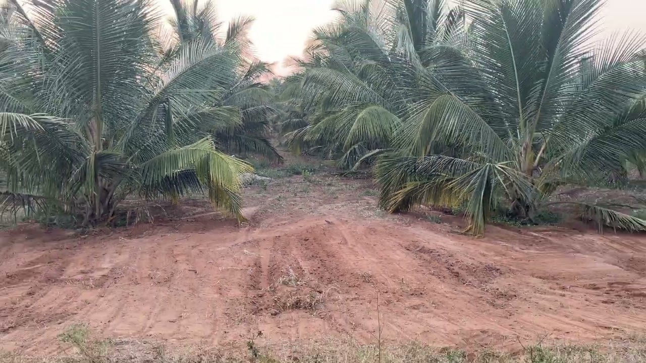 ஒருவர் மட்டுமே தான் வாங்கமுடியும்!! முந்துங்கள் ஒரே ஒரு ஏக்கர் அழகான தென்னந்தோப்பு🌴மிஸ்பன்னிடாதீங்க