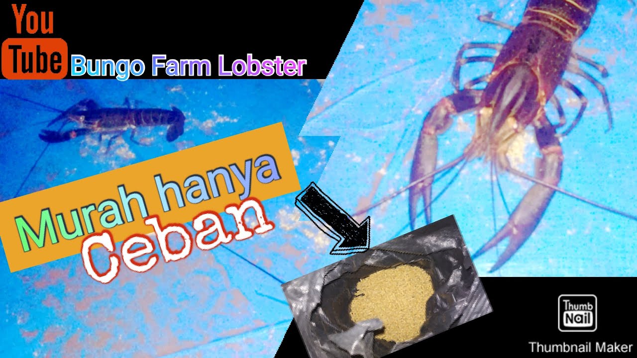 Tidak diragukan lagi kualitas number #1 pakan pabrikan buat lobster air tawar