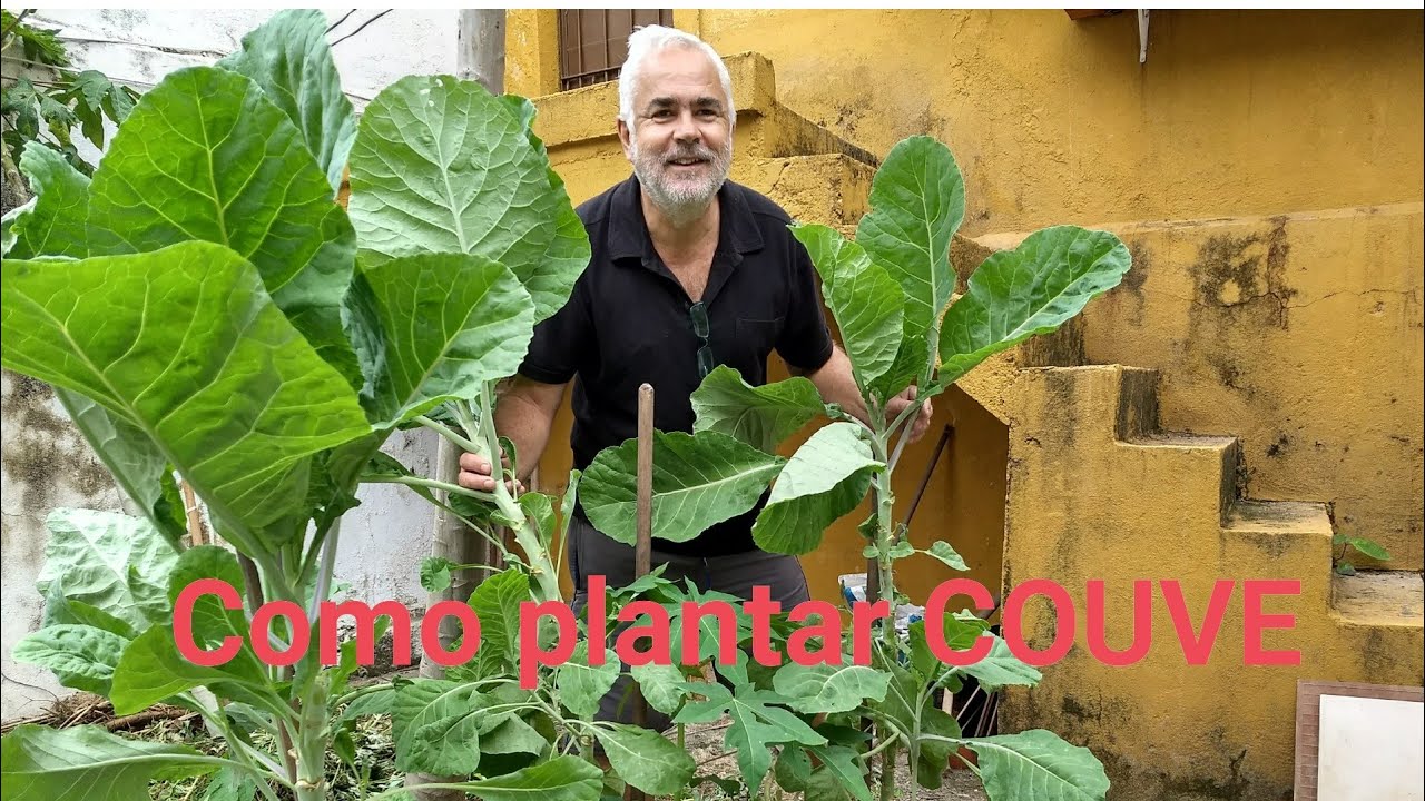 Como plantar a couve para colher mais rápido