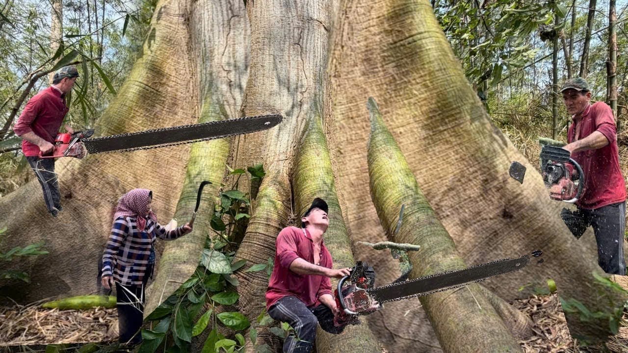 Cưa Cây Gòn To Nhiều Trái,  Nhiều Khía Cạnh Khủng, Ở Ba Chúc, Cưa Kỹ Thuật, 384