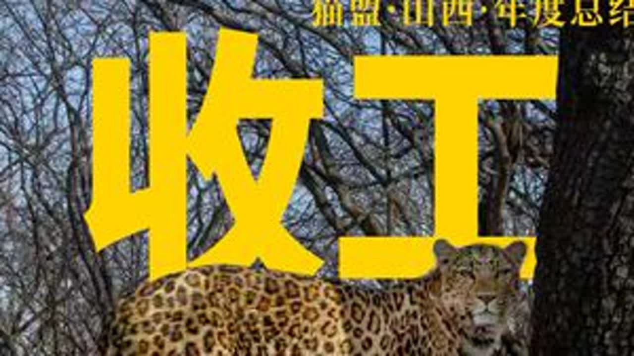 为了让豹豹回家过年，我们忙了一整年 八分钟，看保护豹子的一年~#野生动物保护  #华北豹  #和顺  #生态修复  #豹乡田
