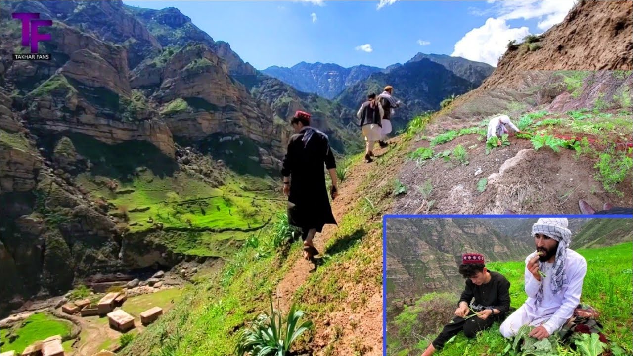سفر به طبیعت زیبای کوه های بدخشان، خوردن هنگ، درمان  خیلی از درد ها//Eating ginger cures many pains.