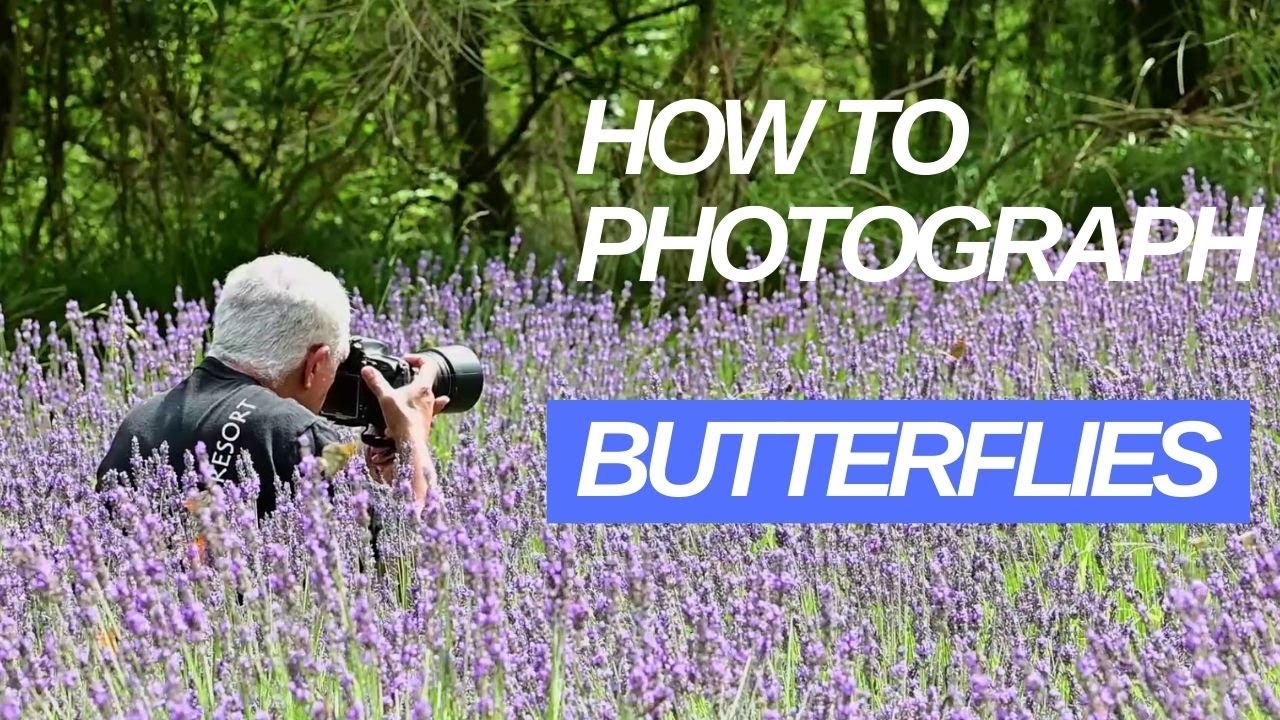 How to photograph butterflies