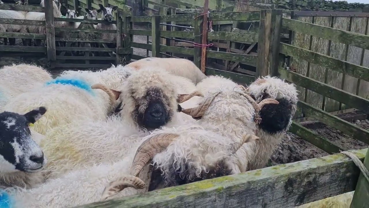 Sheep Scanning day....& baa it's chilli