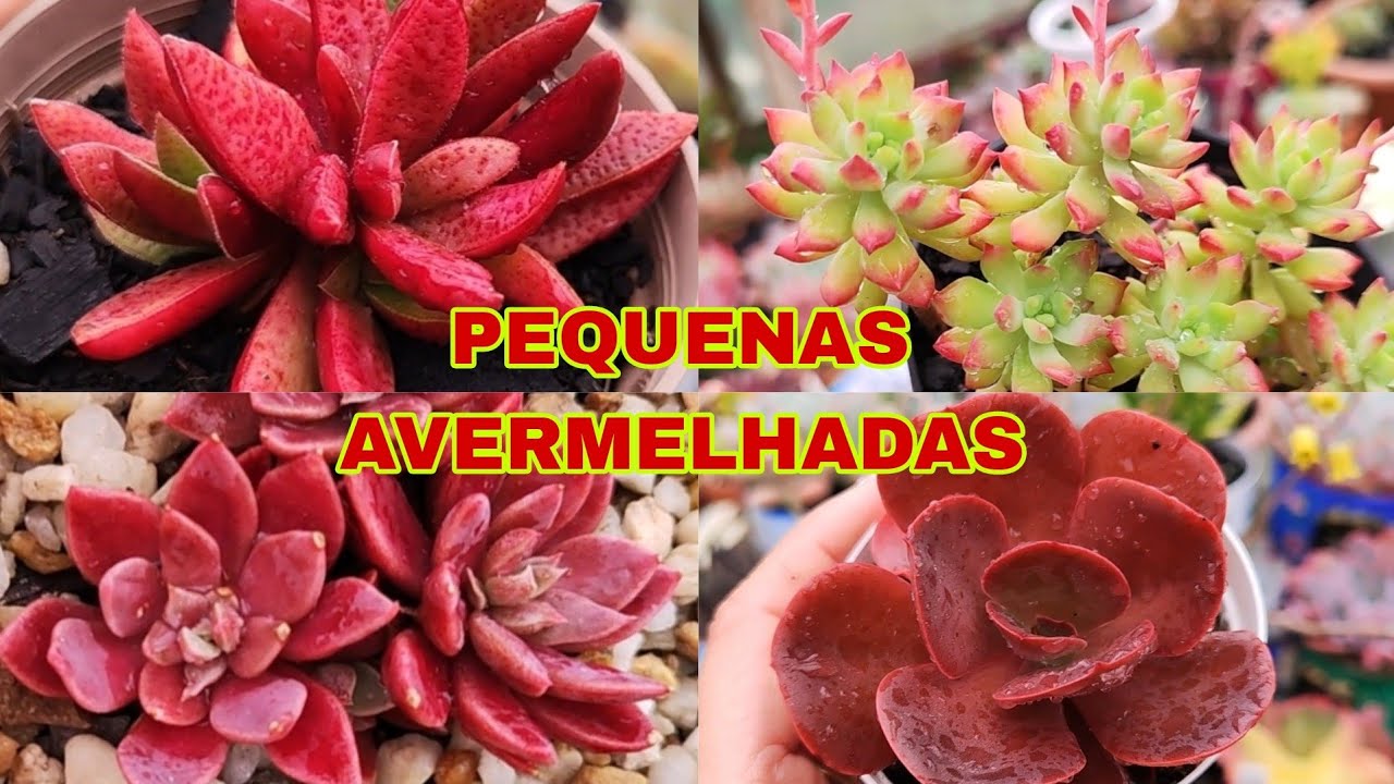 12 - SUCULENTAS PEQUENAS AVERMELHADAS DE FÁCIL CULTIVO E SUAS IDENTIFICAÇÕES.