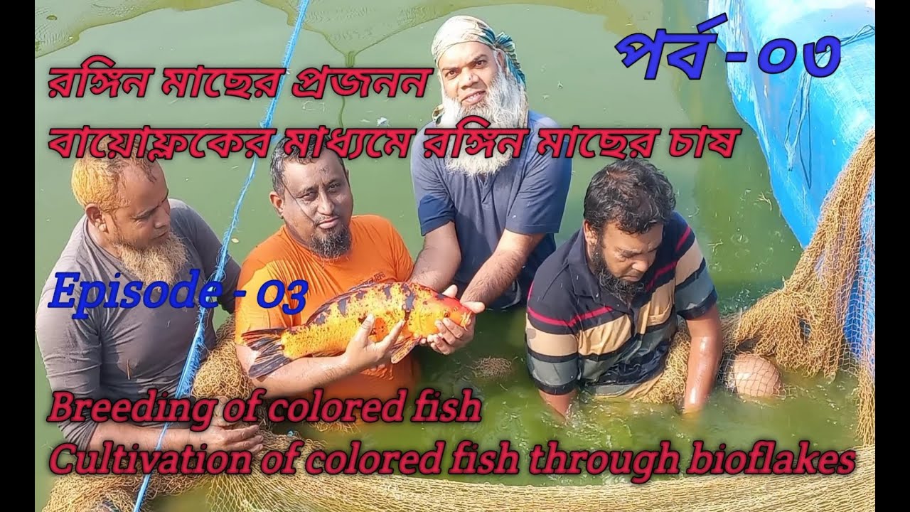 বায়োফ্লকের মাধ্যমে রঙ্গিন মাছের প্রজনন | Color Fish Breeding | Color Fish Breeding By Biofloc |
