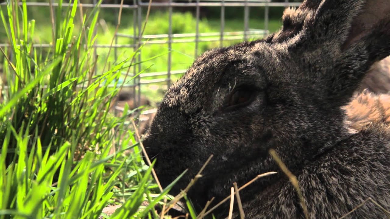 RWAF If  I were a rabbit