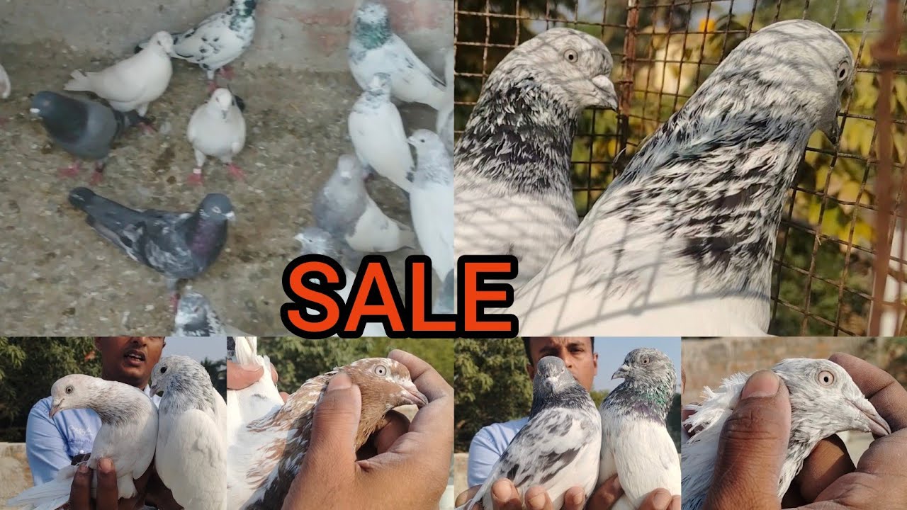 SIKHENDAR BHAI'S PIGEON SALE NO:- 8932898830