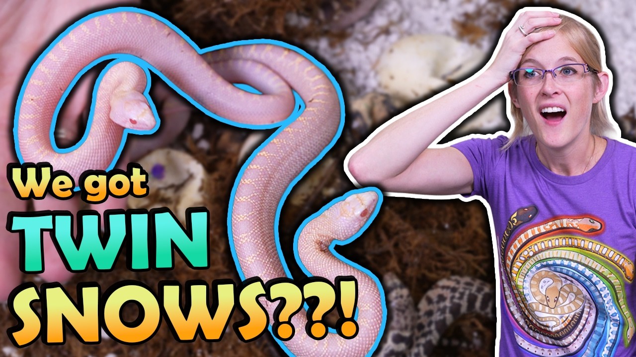 TWIN Snow Bullsnakes Hatching!!