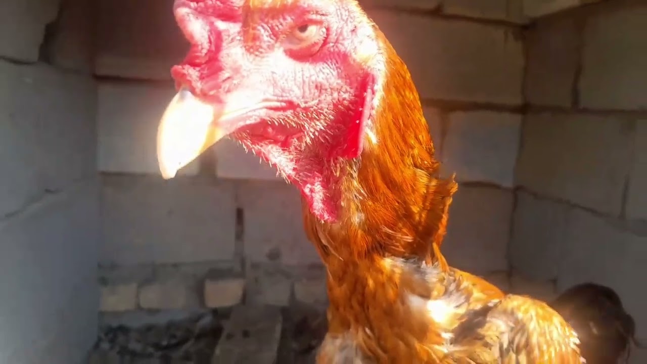 ٢٨ نوفمبر ٢٠٢٥