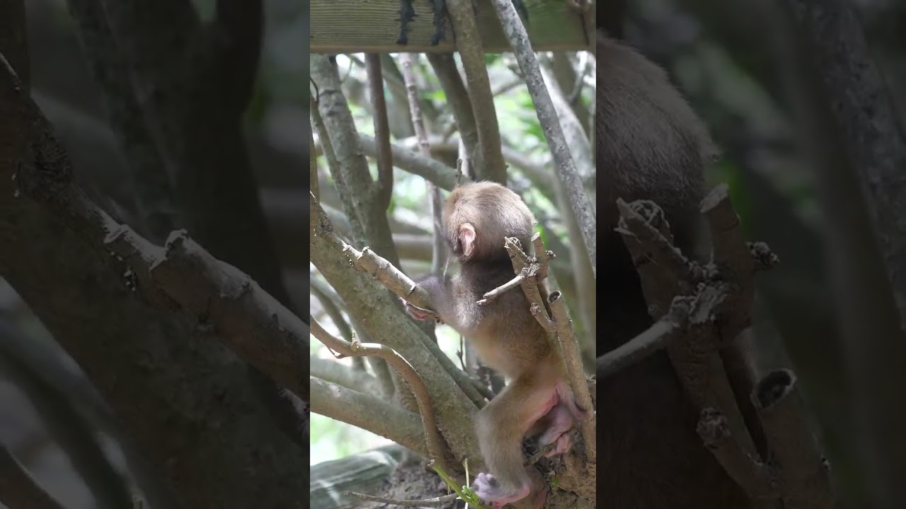 何度でも繰り返して見てしまうドヤ顔のコダマ君映像（生後10日目くらい）　