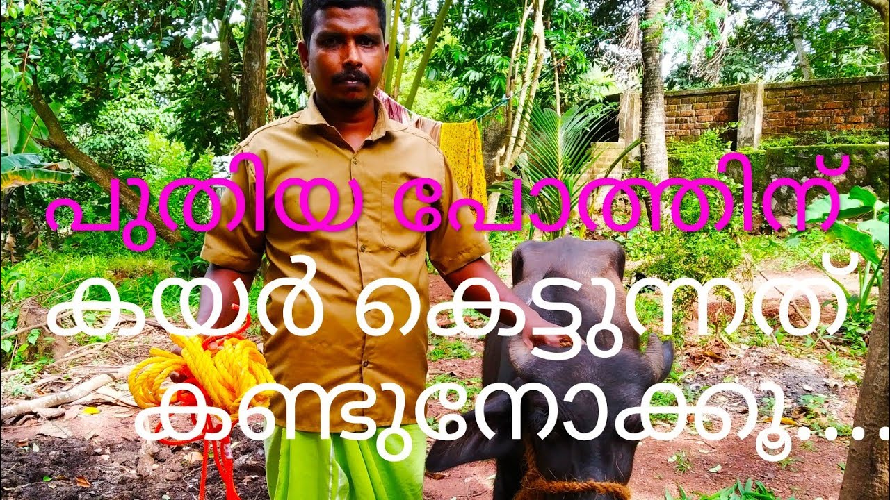 പുതിയ പോത്തിന് കയർ കെട്ടുന്നത് കണ്ടുനോക്കൂ buffelo farming Kerala #anwarKerala