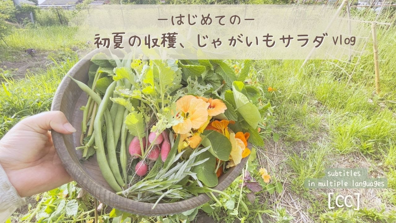 じゃがいもの収穫日記｜家庭菜園×無農薬×サラダと食料自給率 [字幕]