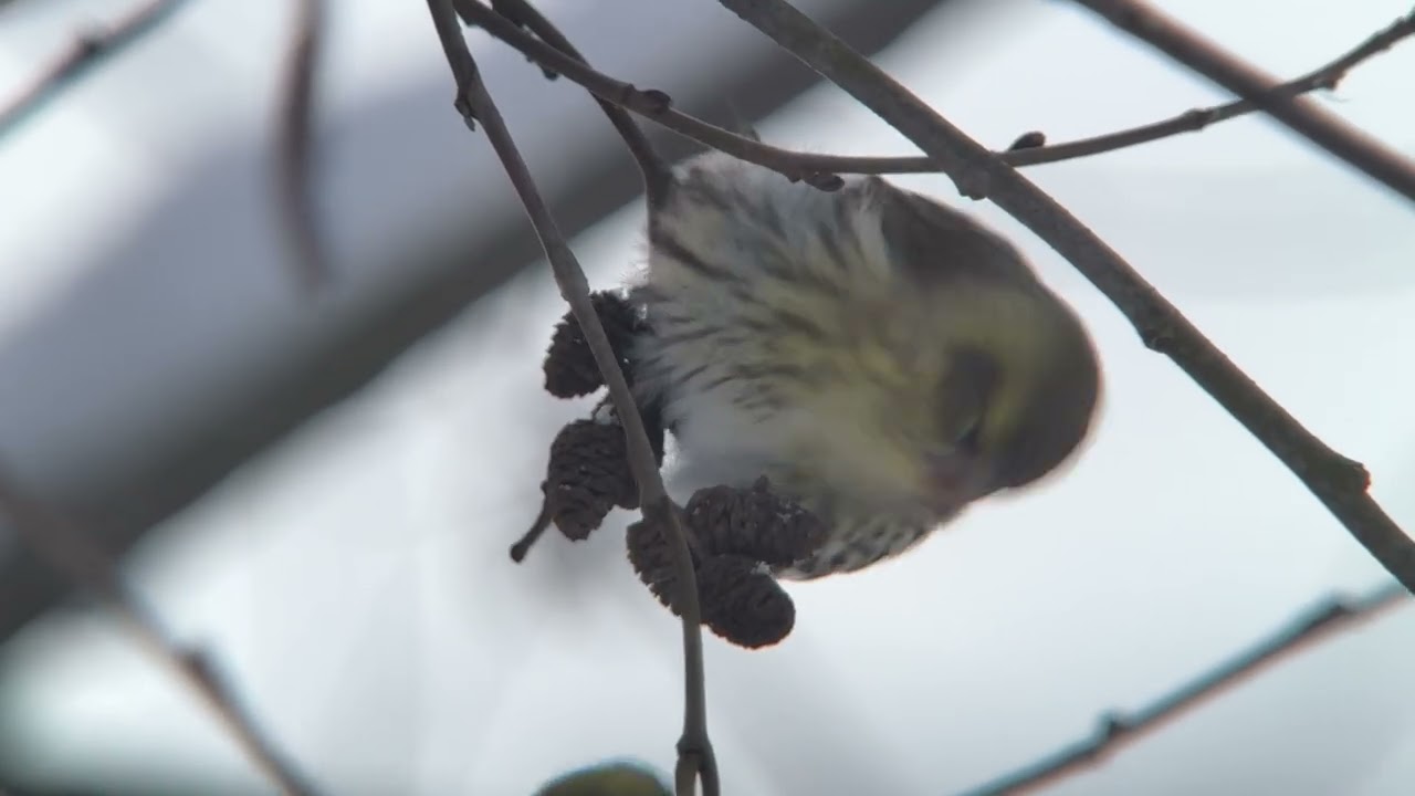 Птицы России. Бёрдвотчинг. Birdwatching. Стая Чижей.