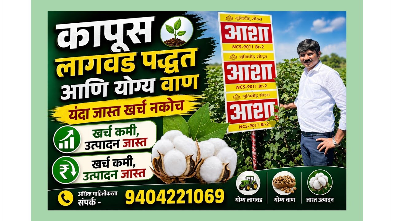 राळेगाव -यवतमाळ मध्ये कपाशीच्या आशा -NCS 9011 वाणाचा बोलबाला ✌️प्रतिक लाकडे वर्धा-9404221069