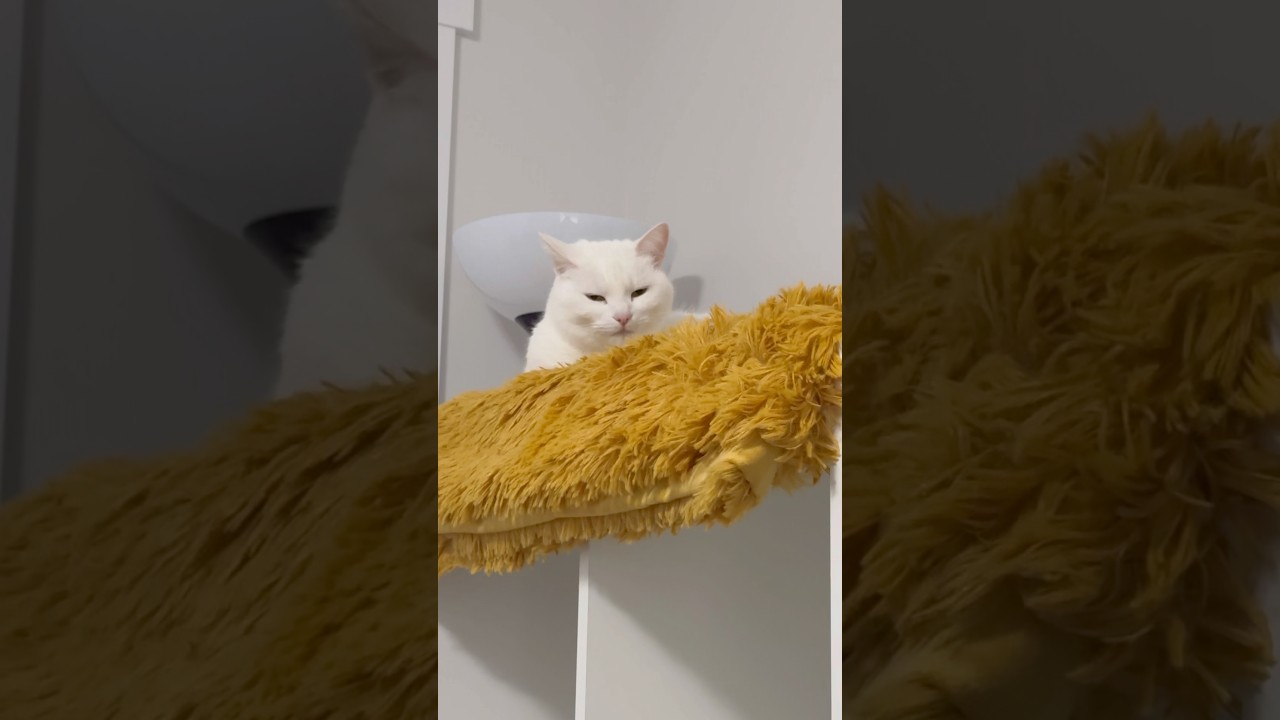 Нечестно! 😝 #кошки #кошачьишорты #кошка