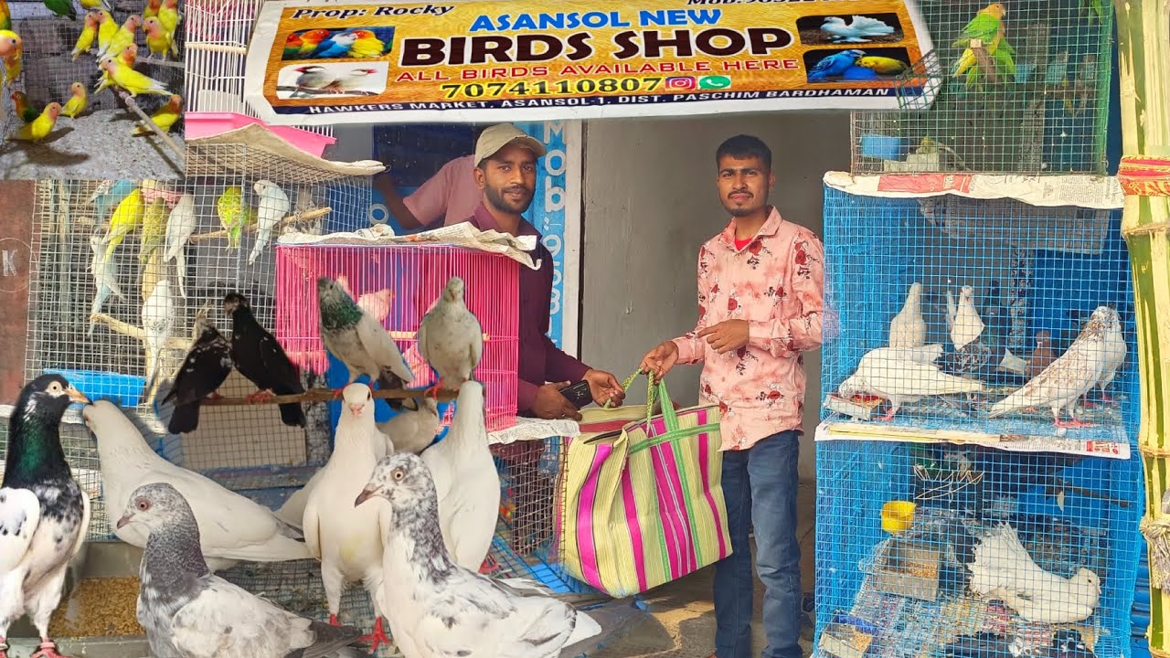 Asansol bird shop😍/Asansol kabutar shop/asansol me kabutar kaha milta hai