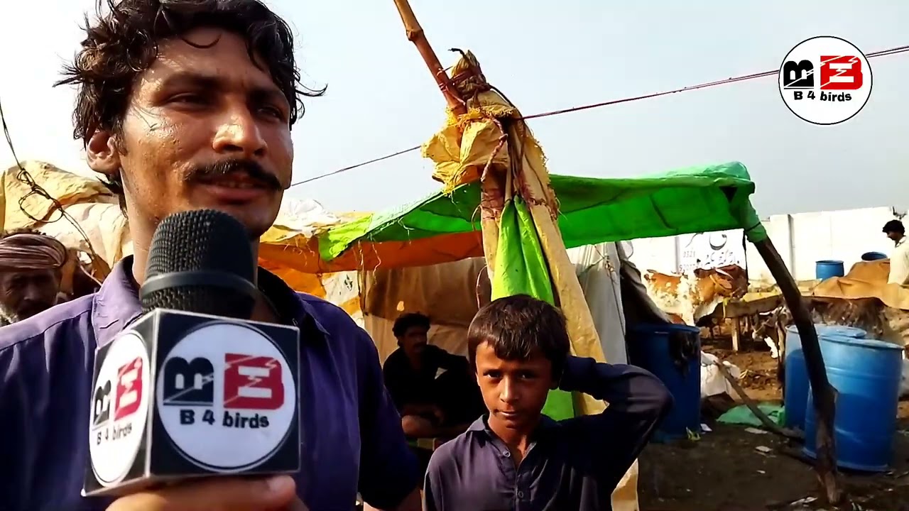 After rain prices in Sohrab Goth cow mandi 2021 16th JULY