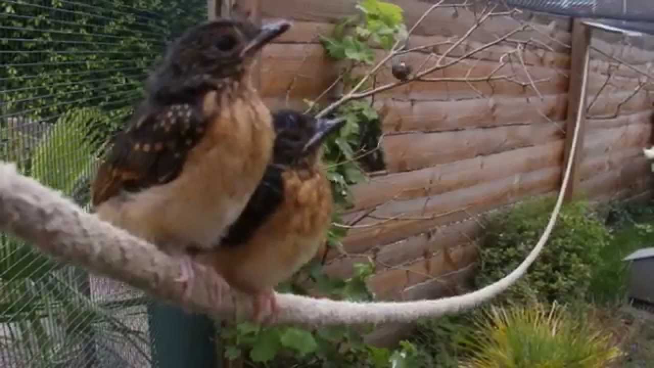 White-rumped shama fledgelings being fed (Shamalijsters)