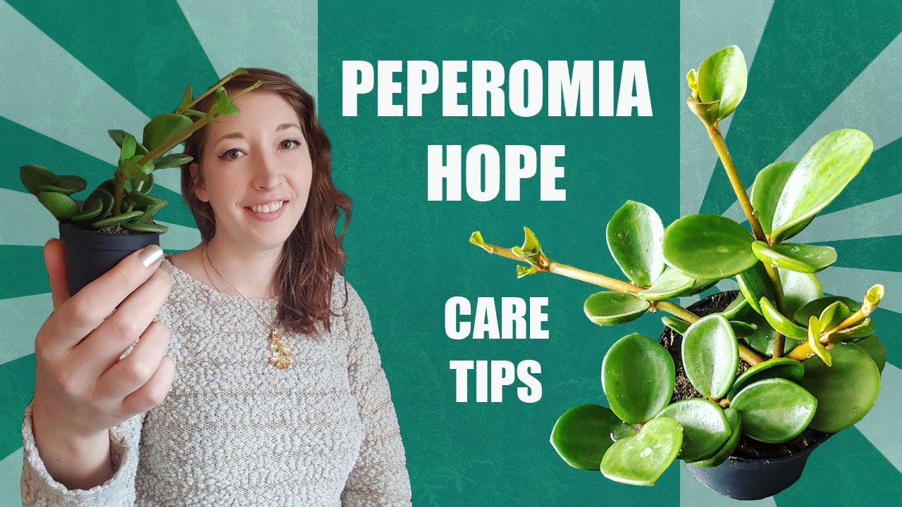 СОВЕТЫ ПО УХОДУ ЗА ПЕПЕРОМИЕЙ HOPE! Как выращивать пеперомию Hope в помещении.