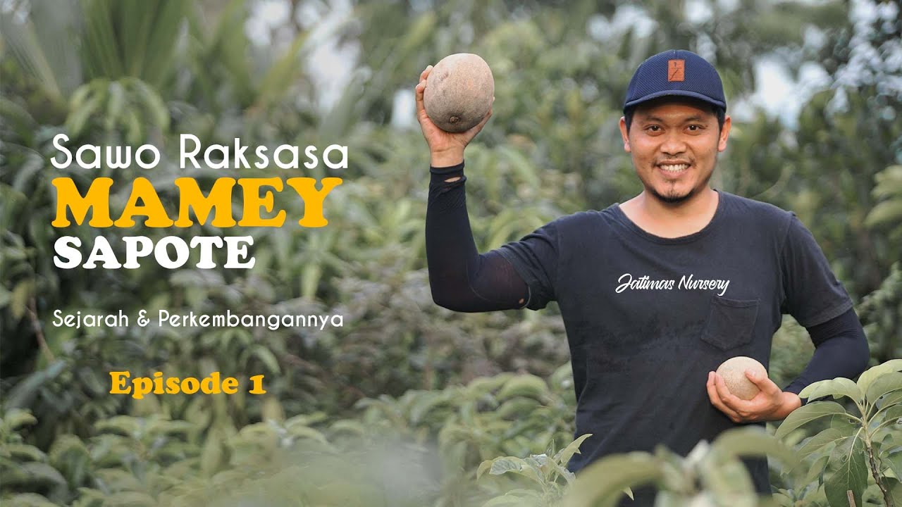 Mamey Sapote, Buah Sawo Raksasa Asal Mexico dan Sejarahnya
