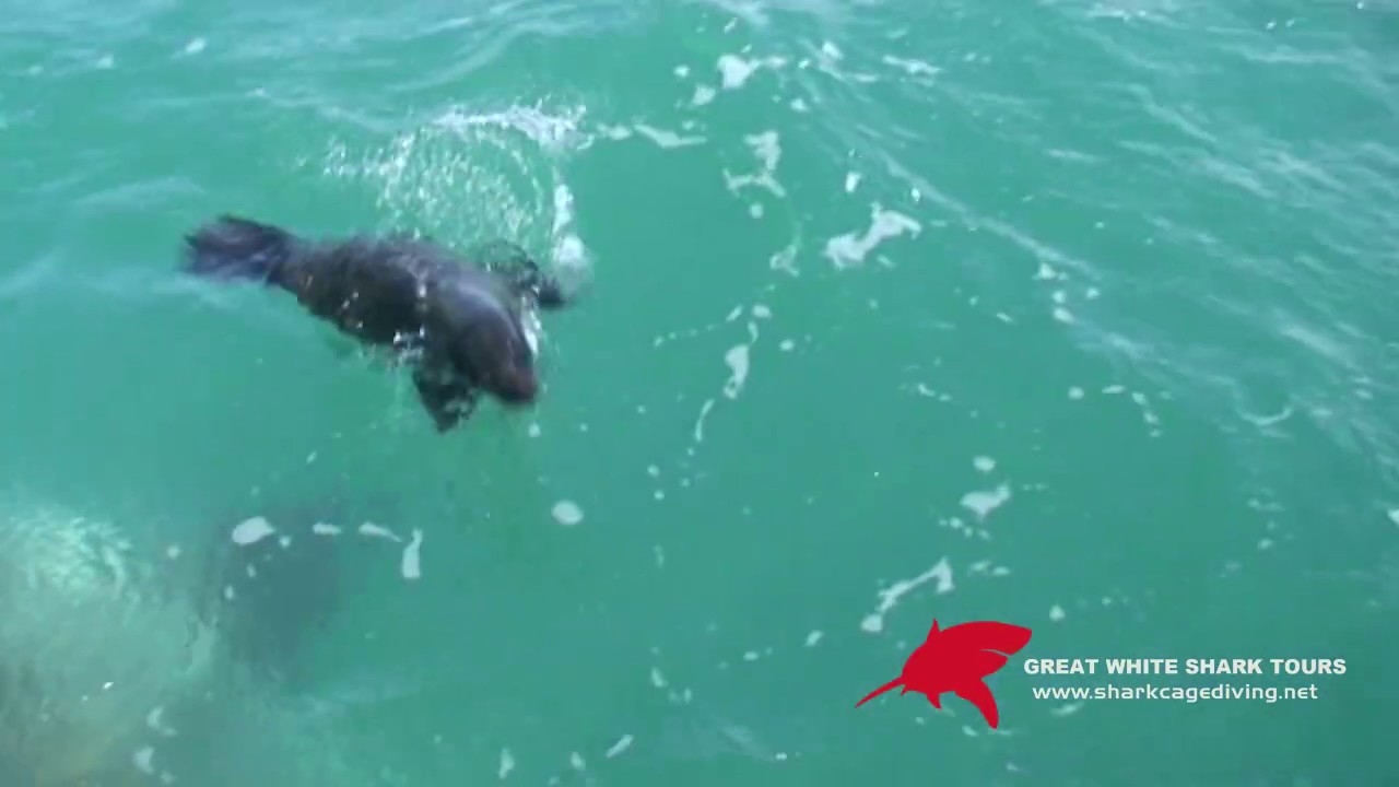 Great white captures seal