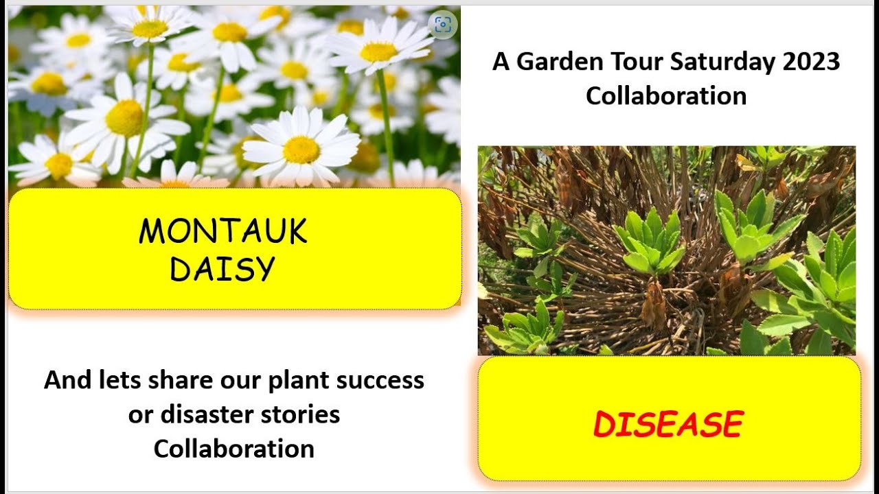 Garden Tour Saturday 2023 - Montauk Daisy Disease
