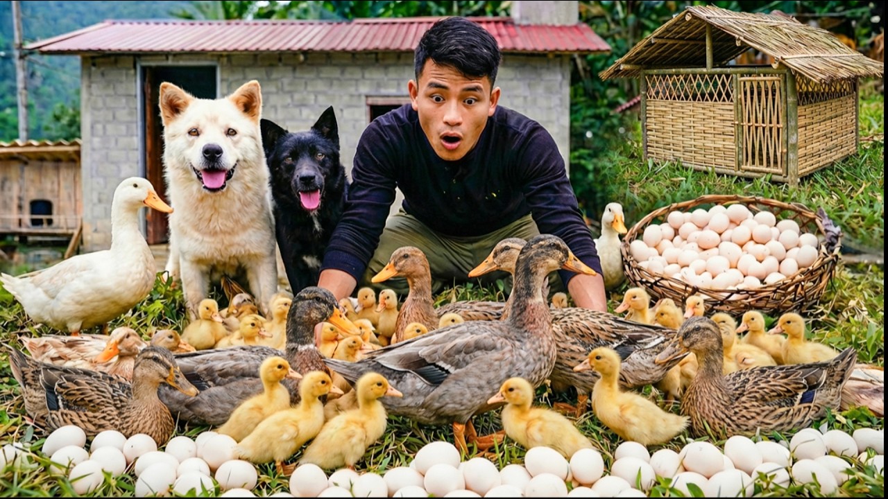 Harvesting Wild Ducks & Building Coop to Raise Ducklings | Young CEO with Tom & Lu | Trieu Phong