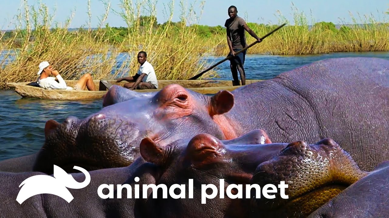 Hipopótamo, o animal mais perigoso da África| Wild Frank Perdido Na África | Animal Planet Brasil