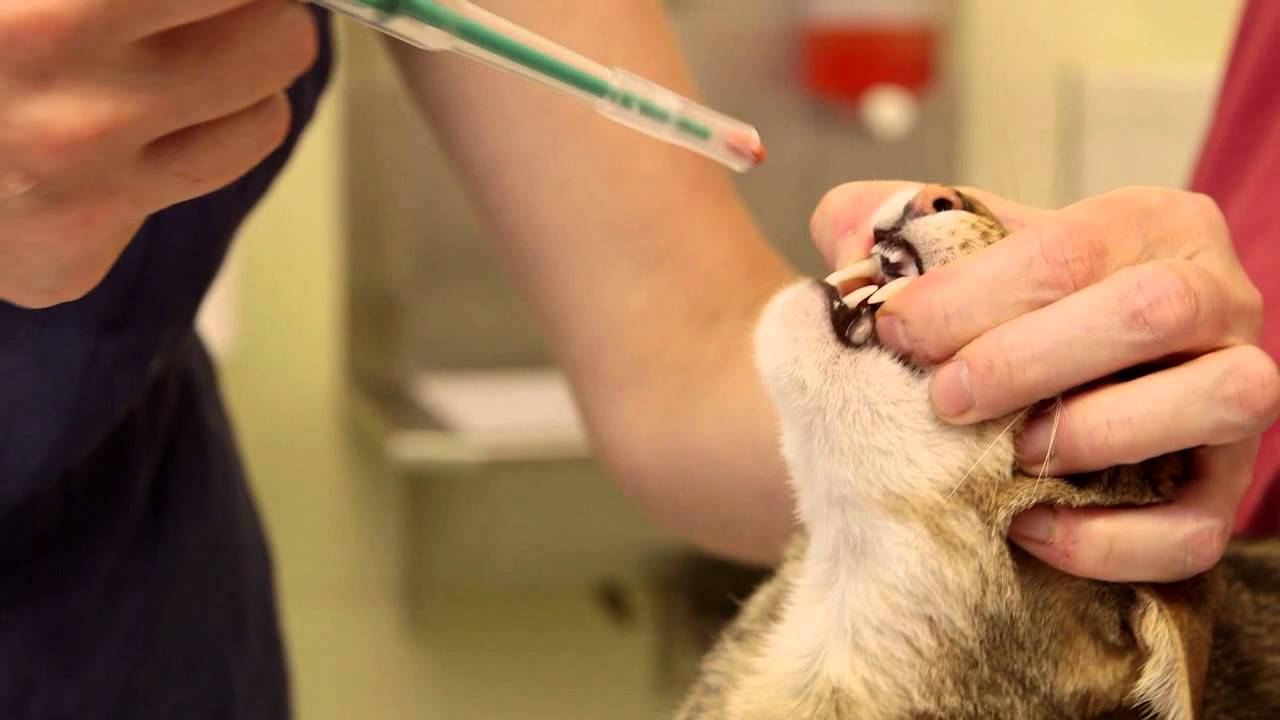 Giving a cat a tablet: using a pill popper