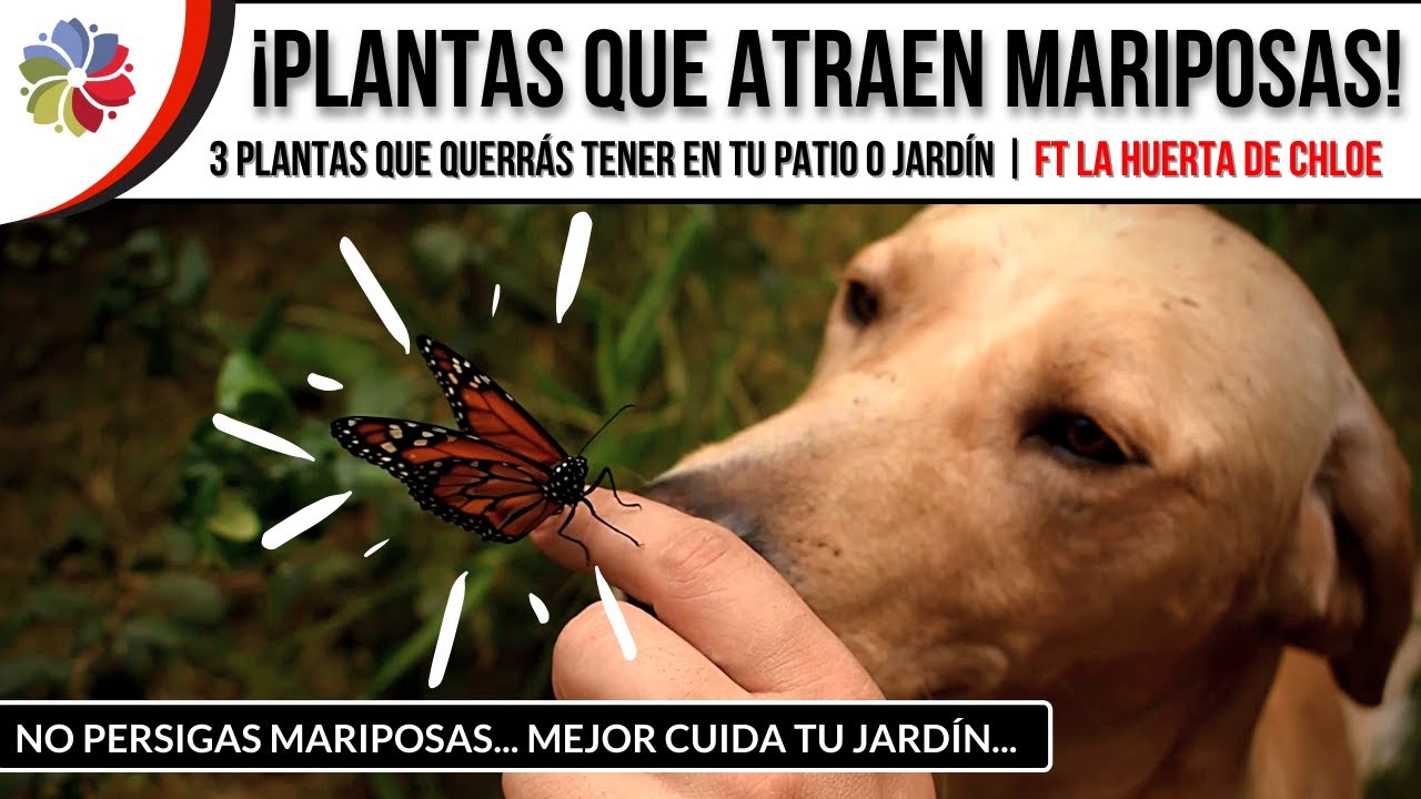 🦋 ¡PLANTAS que ATRAEN MARIPOSAS! ¿Las conocías? ¿Las tienes en tu jardín? ¿Conoces otras plantas?