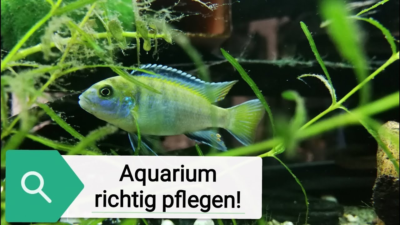Aquarium richtig Pflegen - aquarium support