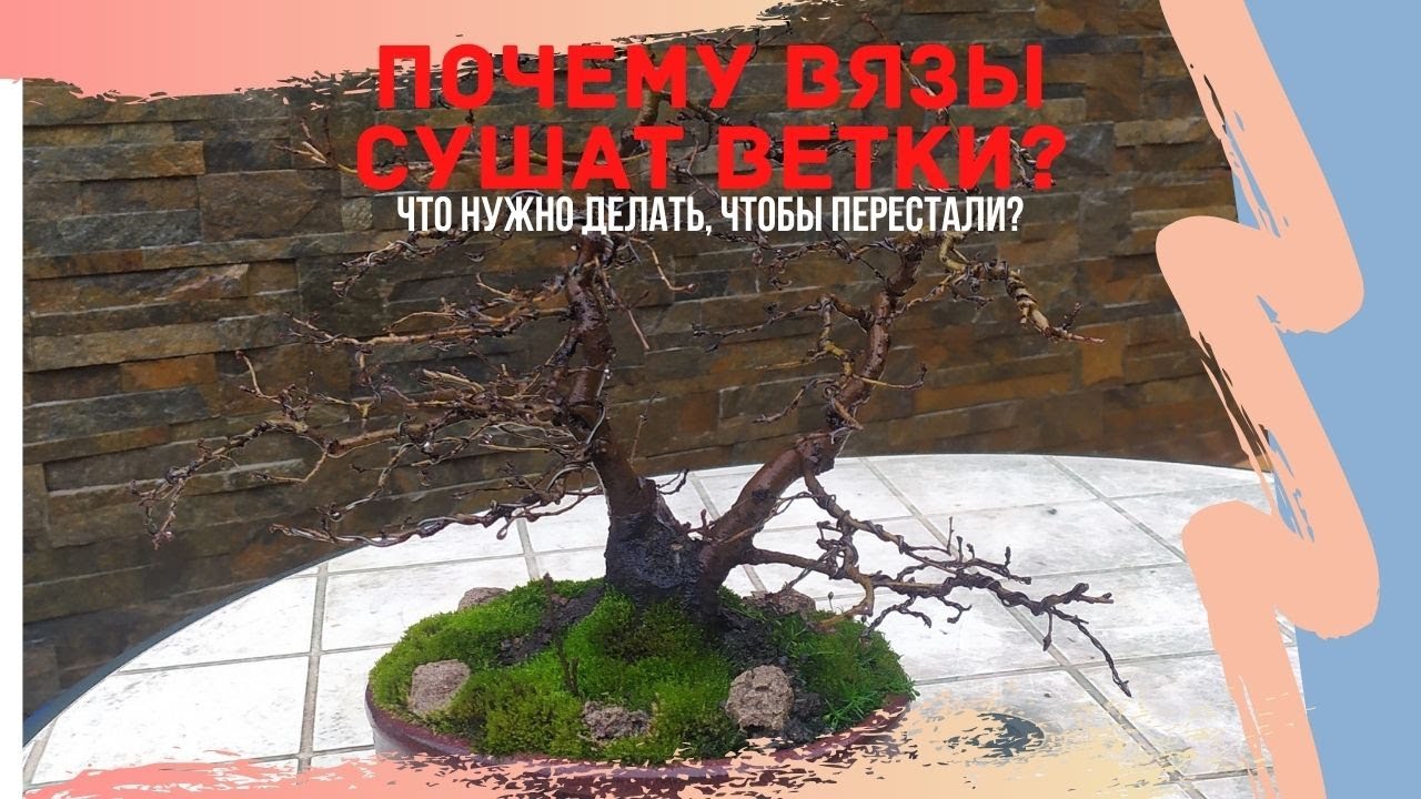 Почему бонсай сушит ветки? Бонсай из вяза. Как избежать высушивания веток бонсай?