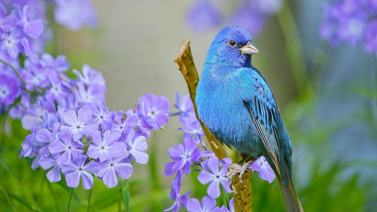 Beautiful Relaxing Hymns, Peaceful Music, 