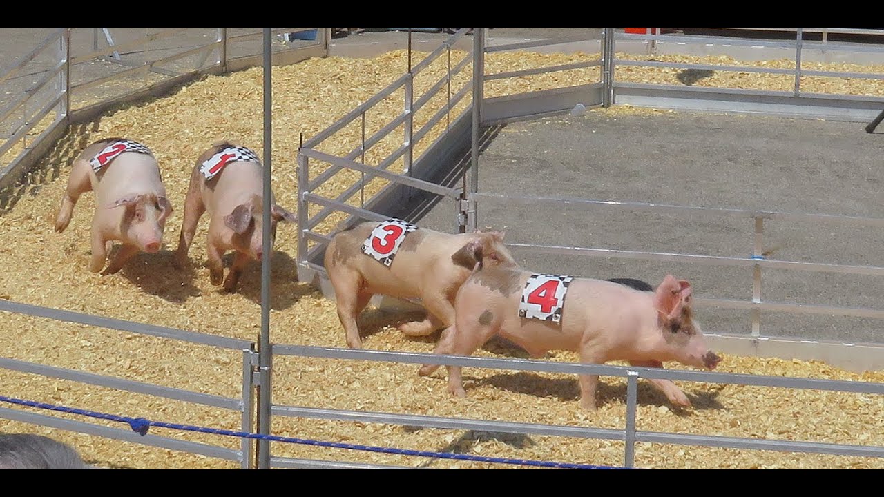 2022 Wisconsin State Fair Pig Races