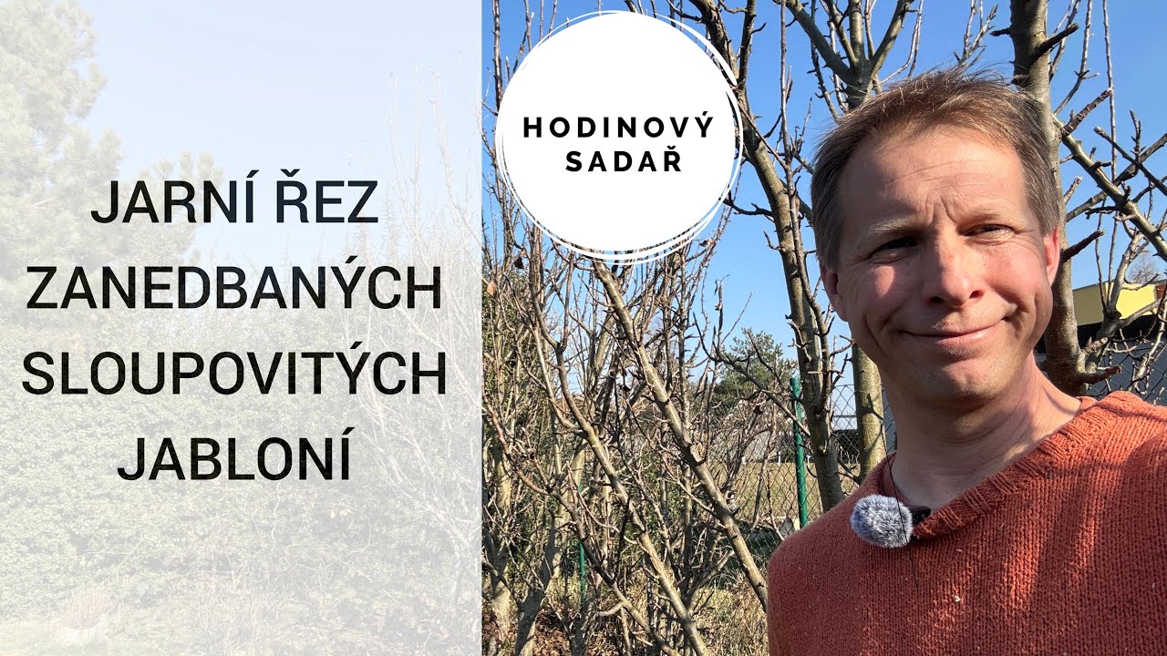 🌳 Hravě to zvládnete 🌳 Jak stříhat sloupovité jabloně 🌳 Detailní záběry 🌳 Jarní řez 🌳