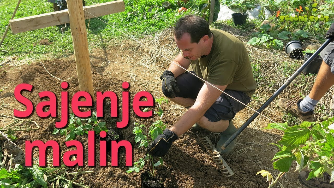 Sajenje malin