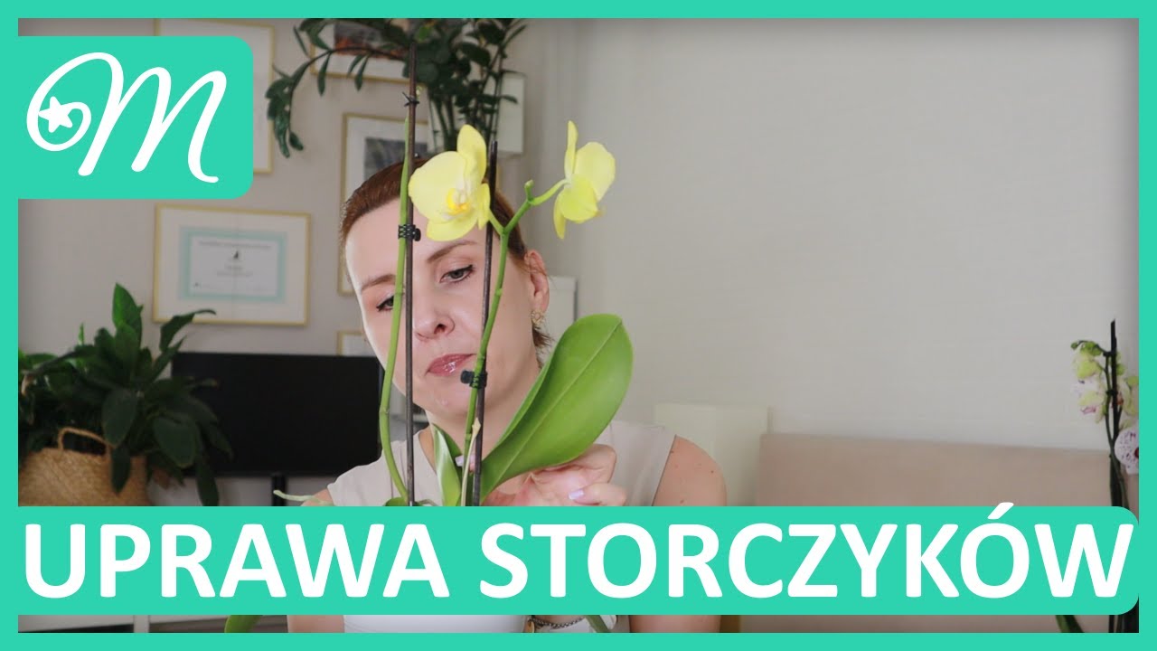 STORCZYKI - CO ZROBIĆ, ŻEBY KWITŁY JAK NAJDŁUŻEJ 🌺