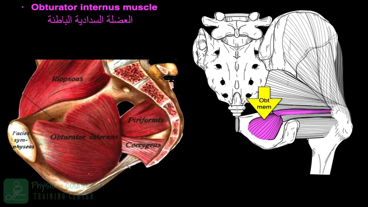 العضلات العميقة المديرة للورك Deep Hip Rotator muscles#